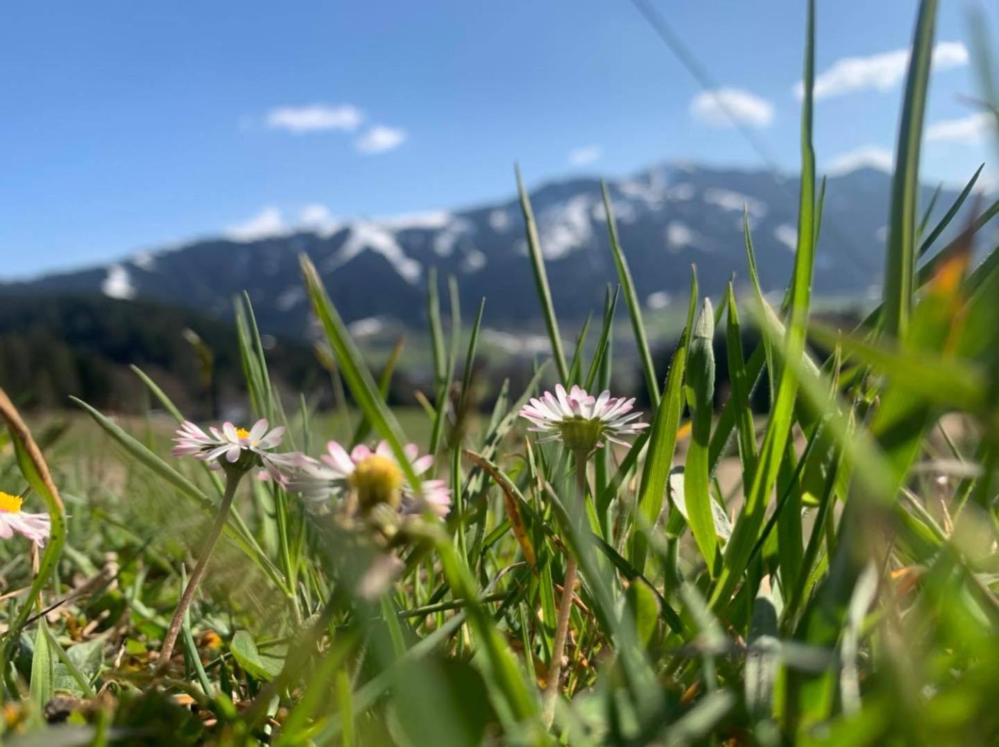 Appartement Alpenhof Wildschoenau Niederau Zewnętrze zdjęcie